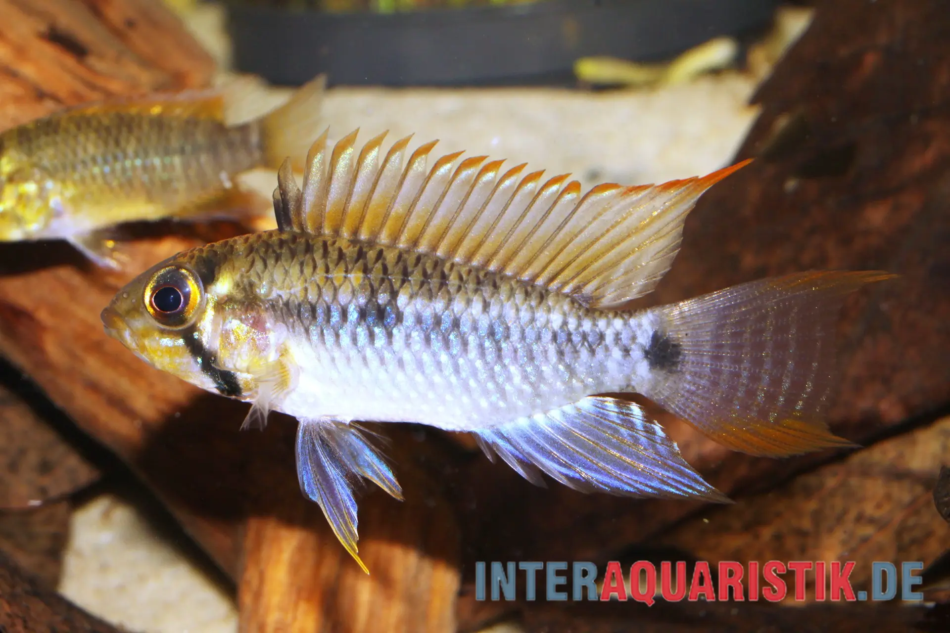 Cichlidé nain de Steindachner, Apistogramma steindachneri