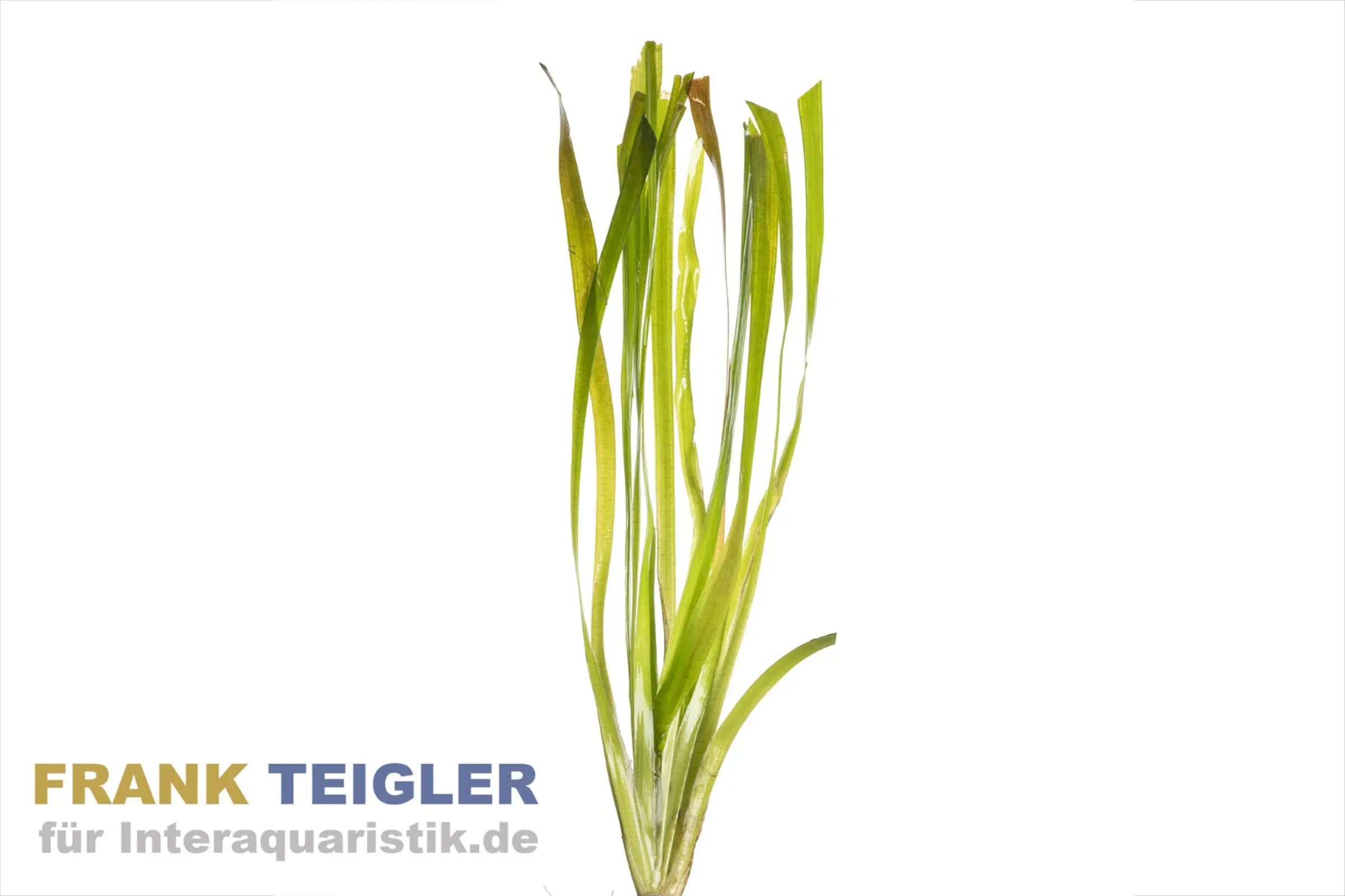 Vallisnérie géante, Vallisneria americana « gigantea », botte