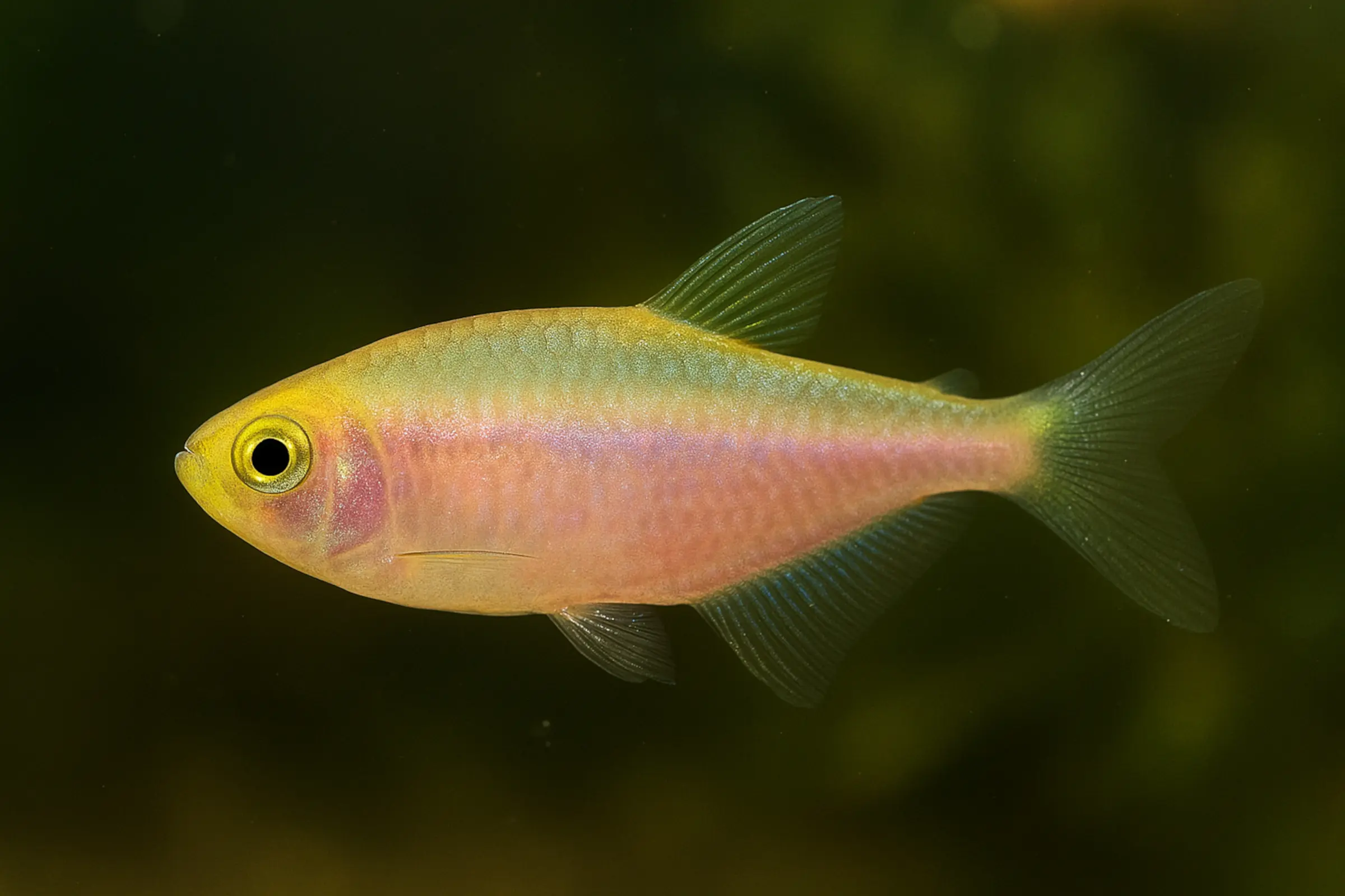 Tétra royal or-rose, Inpaichthys kerri gold-pink