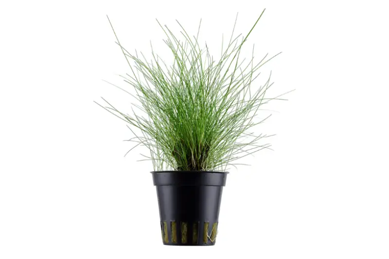 Éléocharide à aiguilles naine, Eleocharis parvula/pusilla, en pot