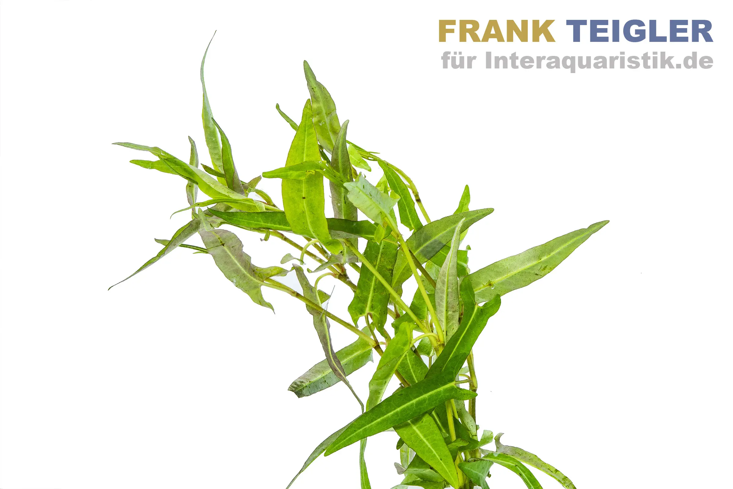 Renouée d’eau, Persicaria praetermissa, botte