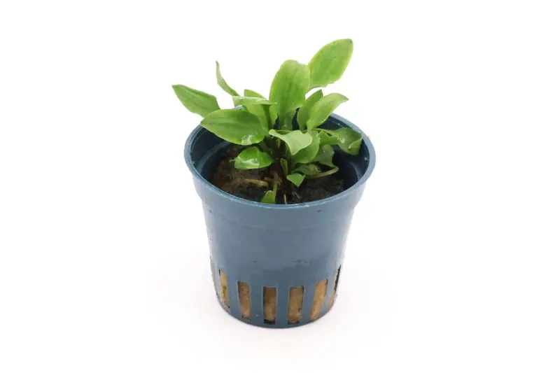 Cryptocoryne Hobbit, Cryptocoryne lutea « Hobbit », en pot