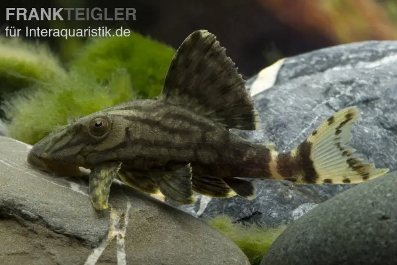 Royal Pleco, L190, Panaque nigrolineatus