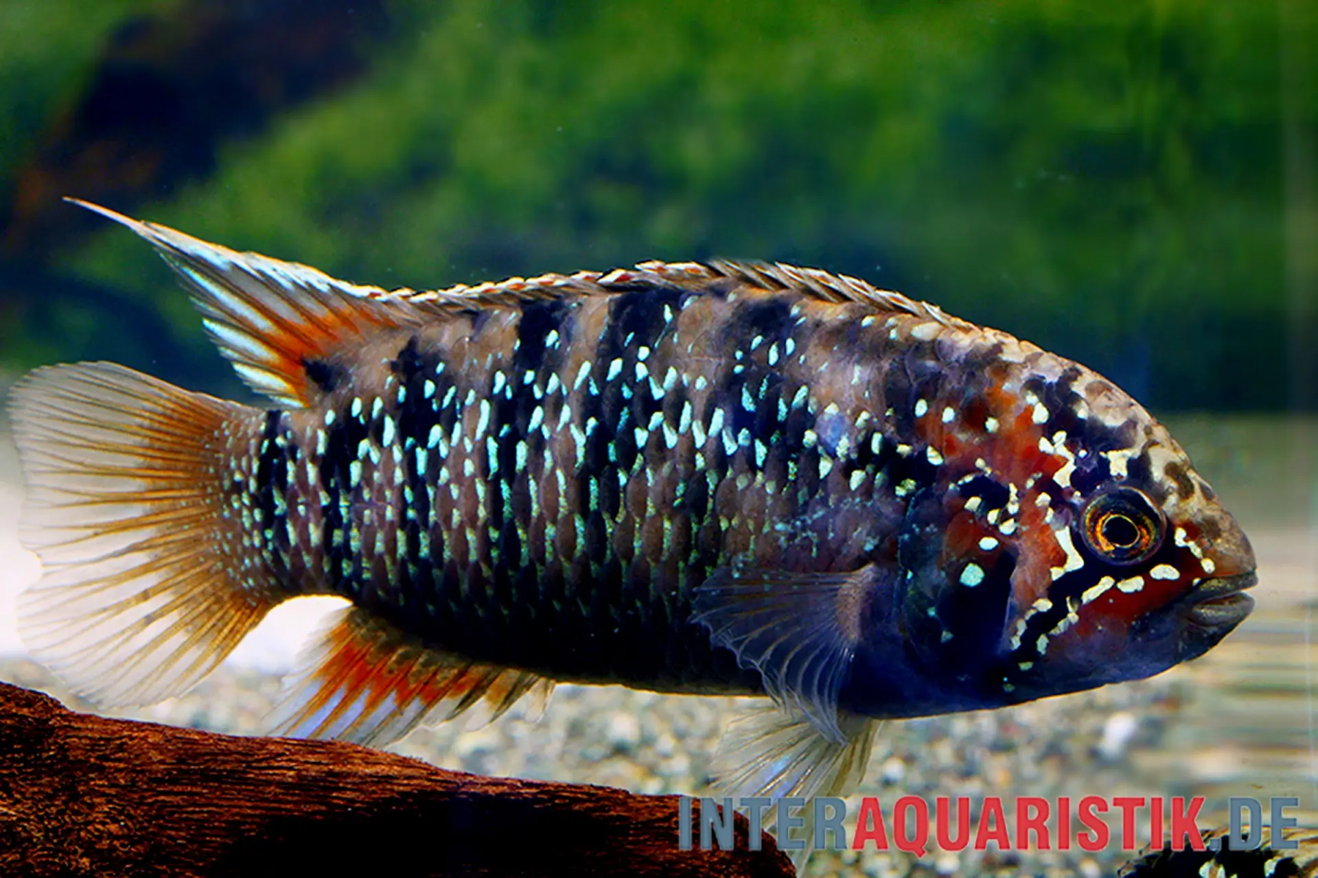 Cichlidé nain Adoketa, Nannacara adoketa