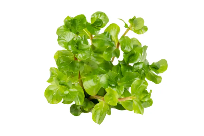 Rotala verte à feuilles rondes, Rotala rotundifolia green, In Vitro