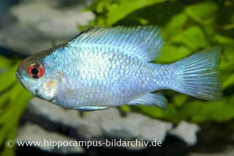 Schmetterlingsbuntbarsch Electric blue