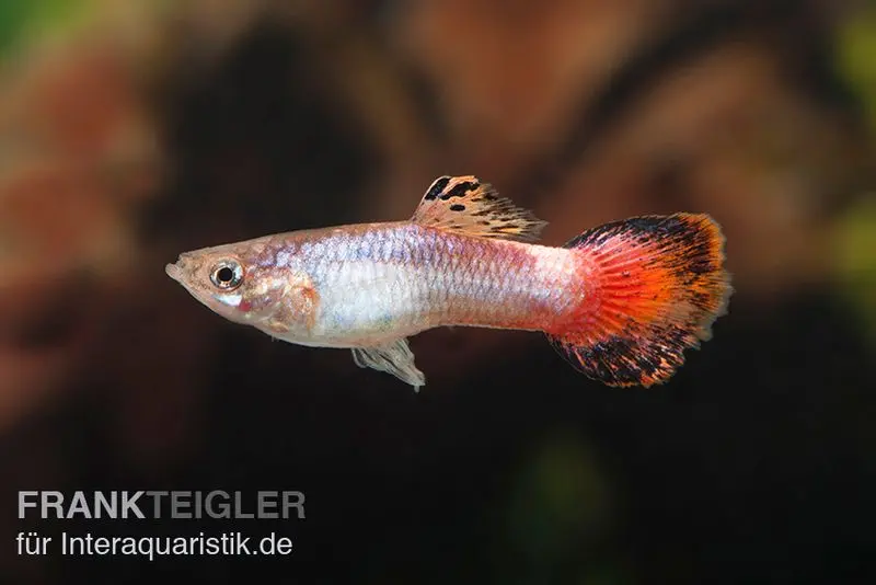 Guppy velours rouge corail, Poecilia reticulata, vendu en couple