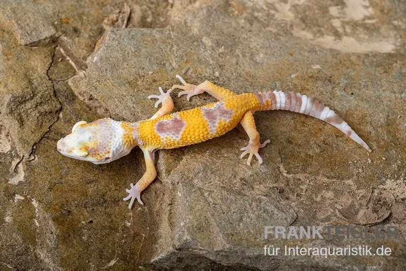 Gecko léopard, Eublepharis macularius, LEMON FROST
