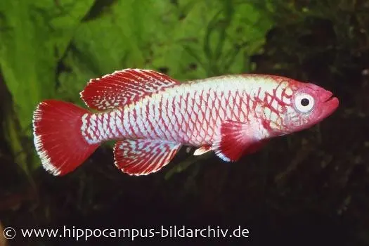 Souche de tourbe de killies Nothobranchius eggersi red, 30 œufs