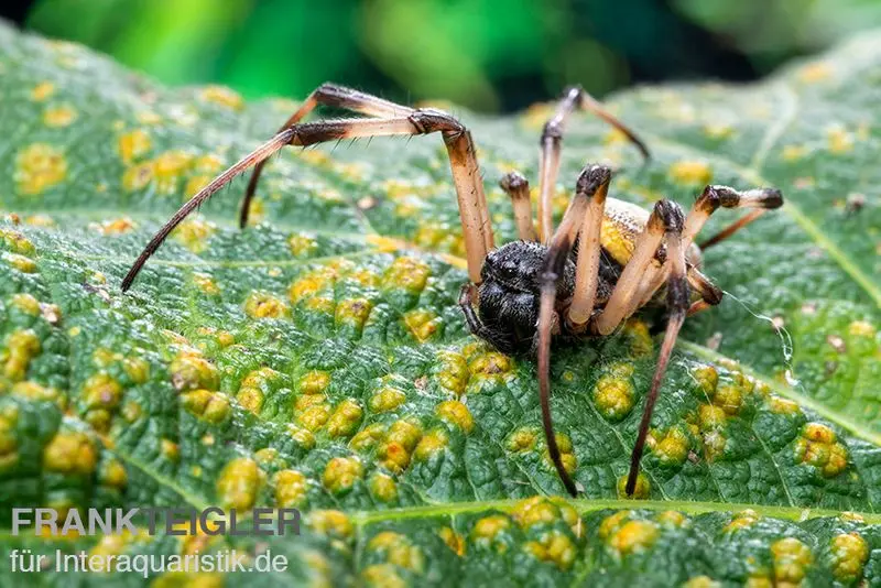 Épeire-guêpe du Togo, Argiope sp. Togo