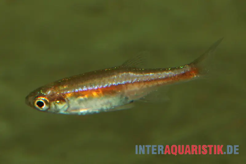 Rasbora nain rouge, Microrasbora rubescens