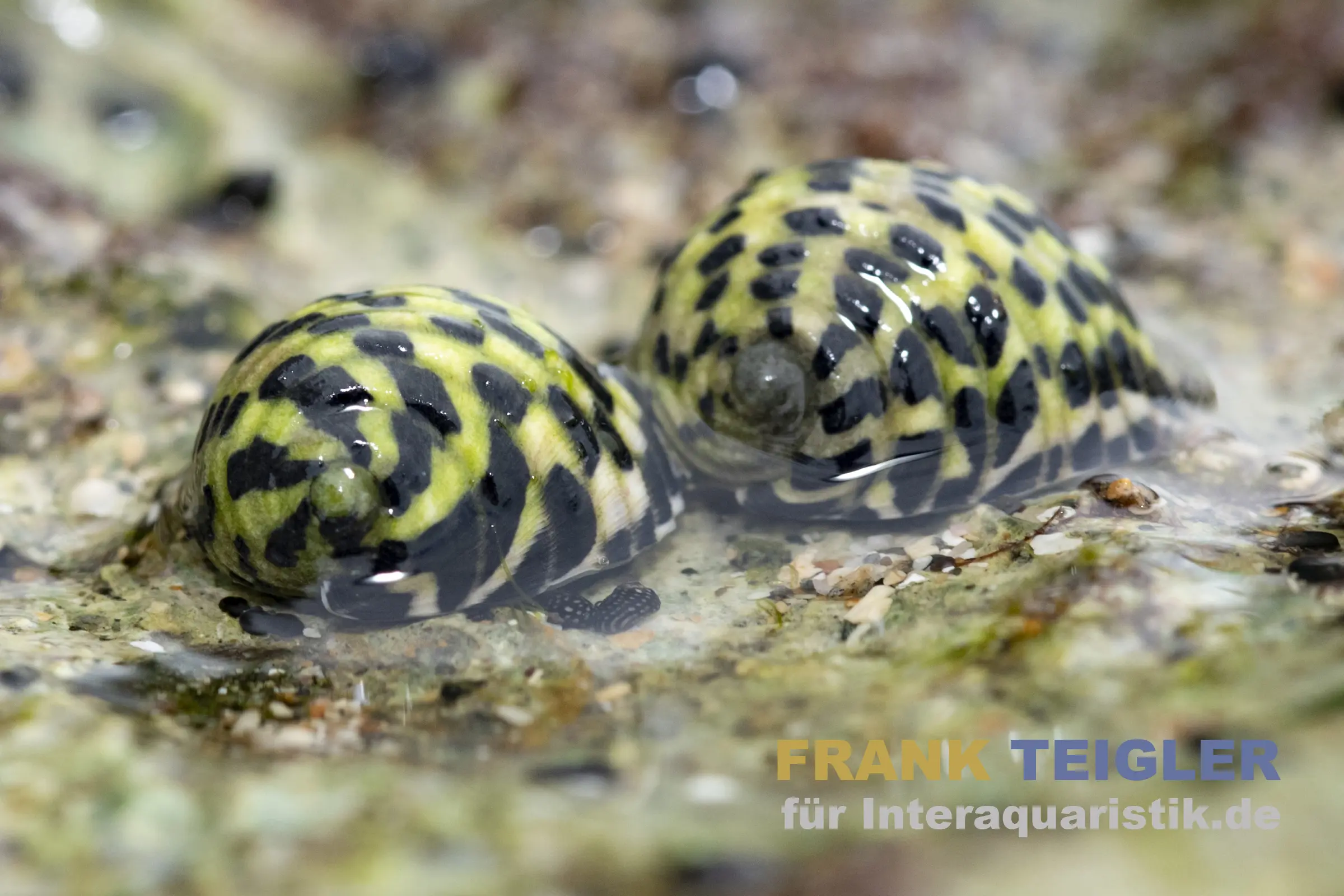 Turbo-escargot zébré, Cittarium pica