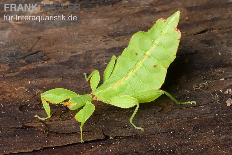 Phasme-feuille, Phyllium pulchrifolium