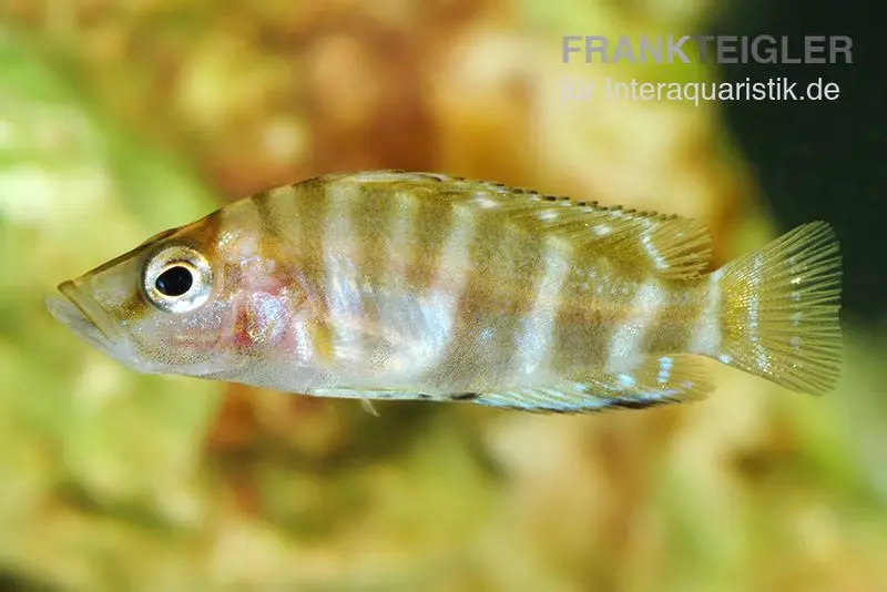 Cichlidé conchylicole de Sumbu, Altolamprologus compressiceps Sumbu Shell