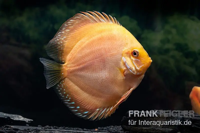 Discus élevage asiatique, Symphysodon discus Ghost (Golden dragon), 2 pouces, 5-6 cm