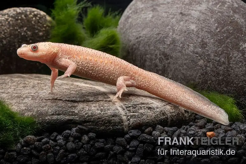 Triton côtelé espagnol albinos, Pleurodeles waltl albino