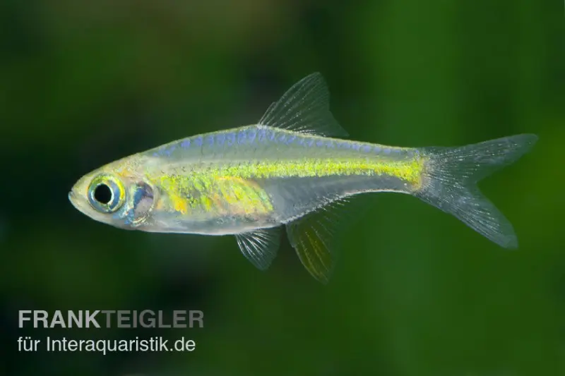 Rasbora émeraude nain, Microdevario kubotai
