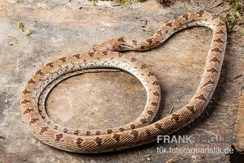 Couleuvre diadème, Spalerosophis diadema