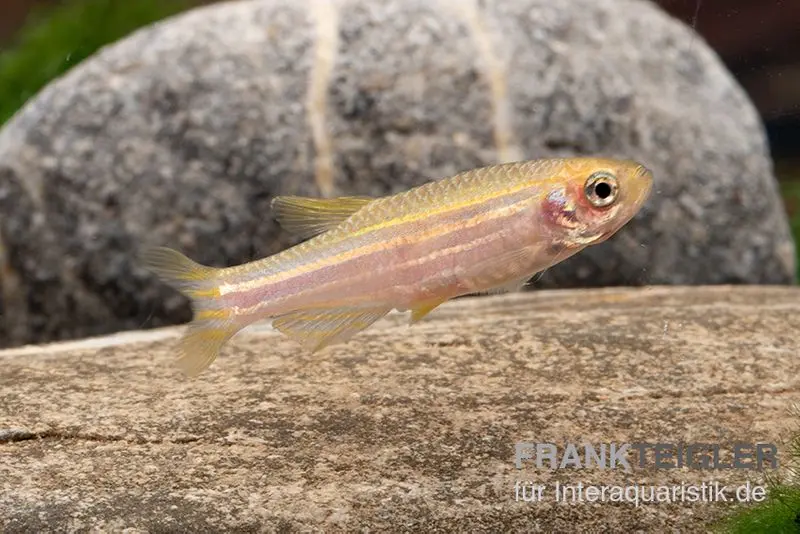 Danio zébré doré, Brachydanio rerio gold