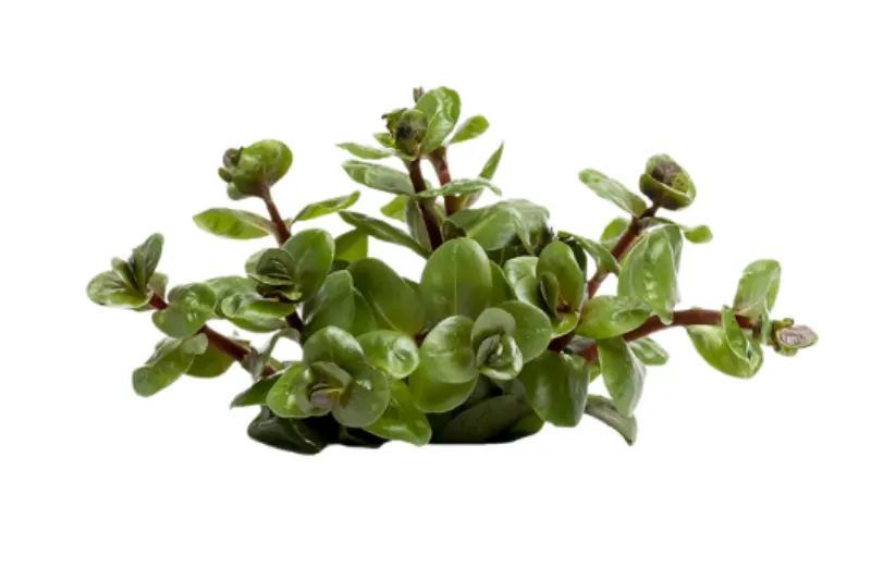 Rotala Jus d’orange, Rotala rotundifolia « Orange Juice », en pot