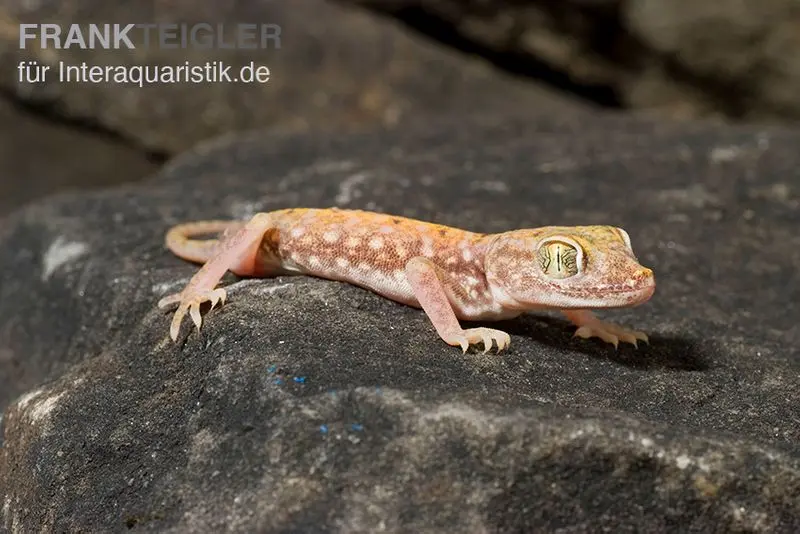 Gecko nord-africain à doigts fins, Stenodactylus petrii