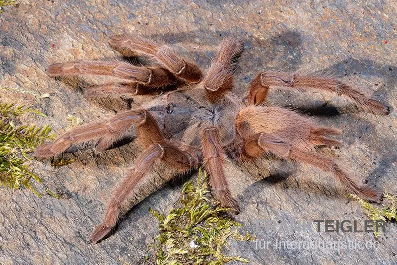 Mygale de Hua Hin, Chilobrachys huahini XL