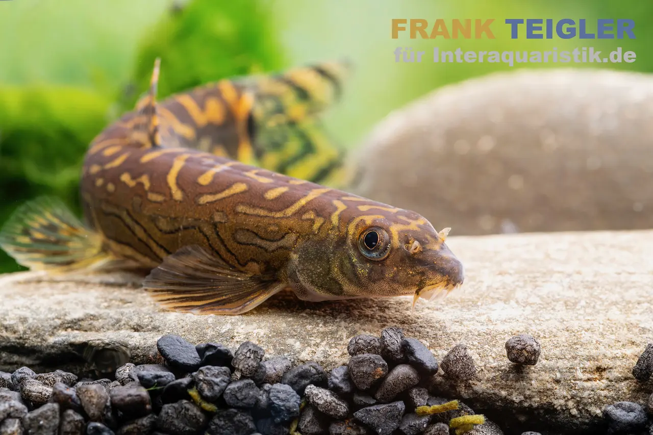 Loche Zodiac, Mesonoemacheilus cf. tringularis (Zodiac loach spotted)