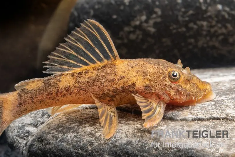 Pléco ancistrus bicolore, Ancistrus sp. 2-color