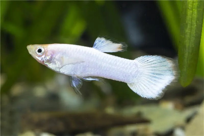 Guppy platinum white, Poecilia reticulata, par paire