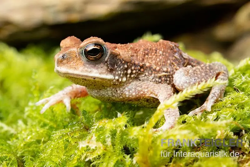 Crapaud du Guatemala de Lütken, Incilius luetkeni