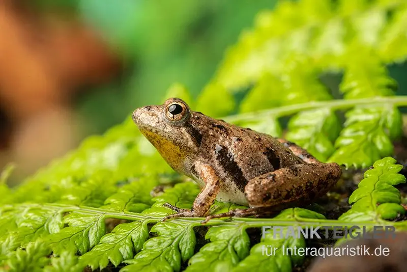 Cricket-frog du Nord, Acris crepitans