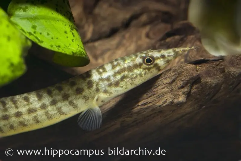 Anguille épineuse naine indienne, Macrognathus pancalus