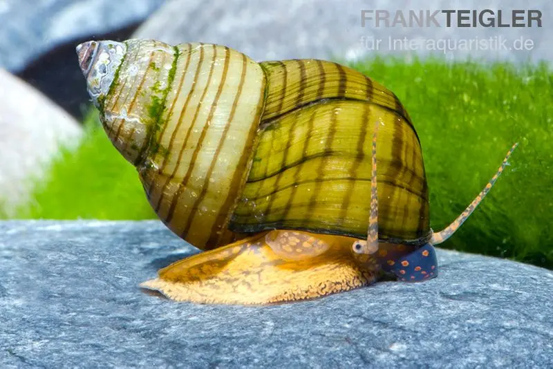 Escargot mélanoïde tigre, Cipangopaludina leucythoides