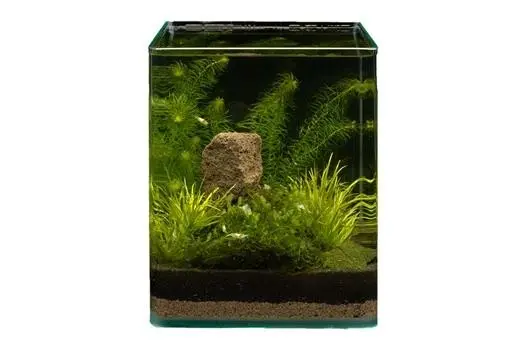 Assortiment de plantes Blyxa Cube pour nano-aquarium de 10 l, kit de plantes d’aquarium