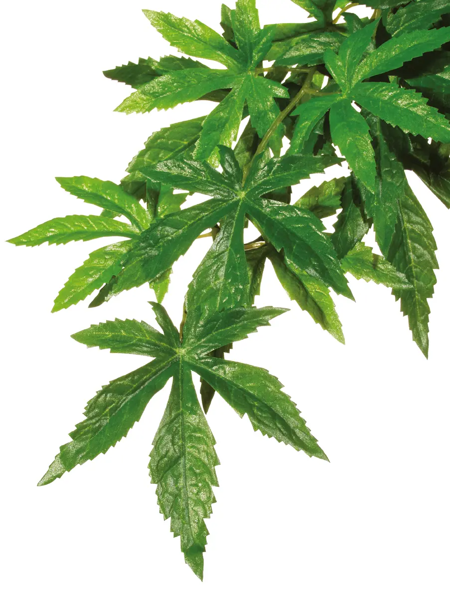 Exo Terra Abutilon petit