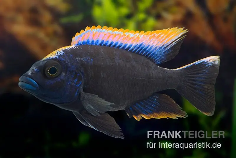 Cichlidé Black Orange Dorsale, Otopharynx spec. black orange dorsale