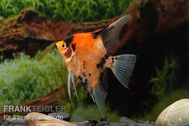 Scalaire Red King, Pterophyllum scalare, 4,0 cm à 5,0 cm, élevage allemand
