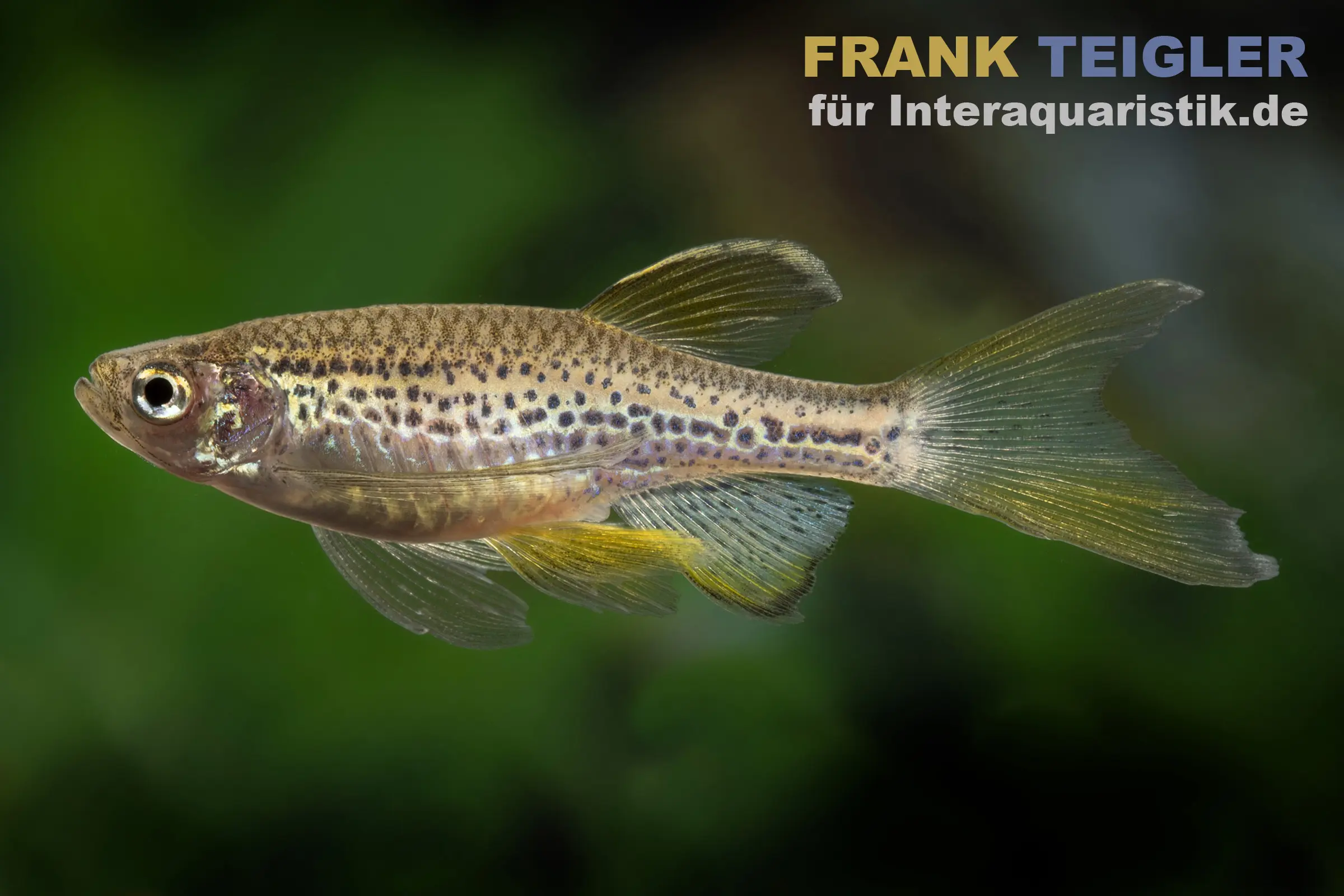 Danio léopard voile, Danio rerio var. frankei