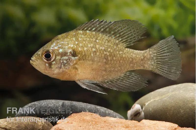 Diamantbarsch, Enneacanthus gloriosus, 6-8 cm (eau froide)
