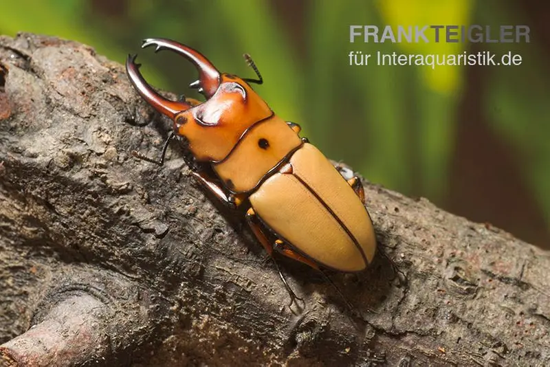 Lucane nain, Prosopocoilus occipitalis
