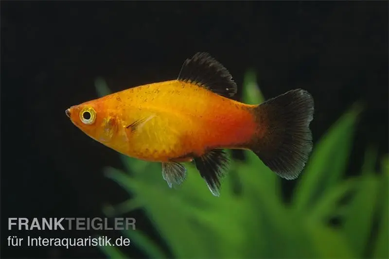 Platy Allemagne (Sunset Wagtail), Xiphophorus maculatus