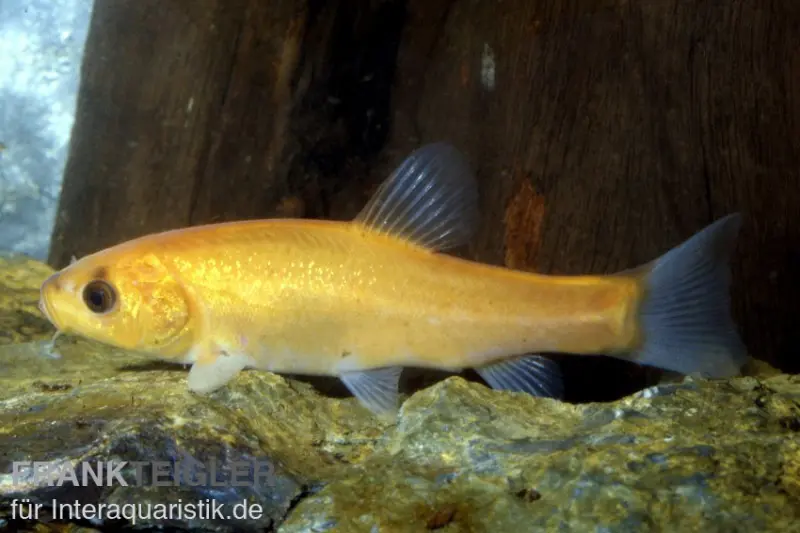 Tanche dorée, Tinca tinca (eau froide), 7-10 cm