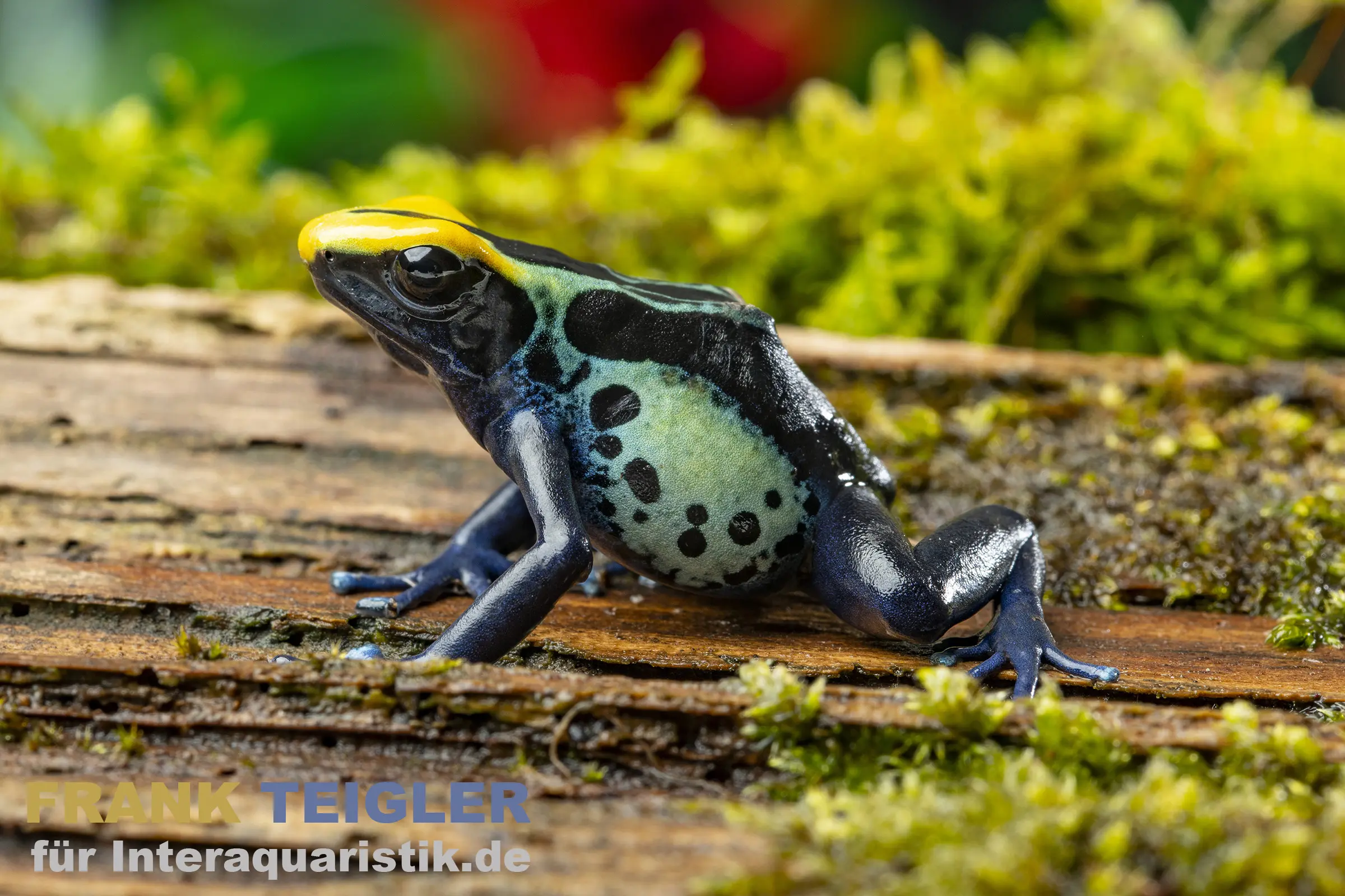 Grenouille teinturière Robertus, Dendrobates tinctorius