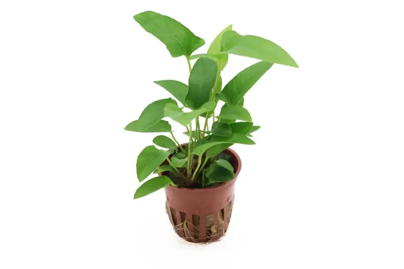 Anubias à feuilles de lierre, Anubias gracilis, en pot