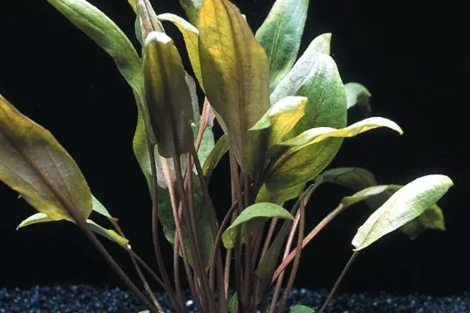 Grand cryptocoryne brun, Cryptocoryne wendtii « Mi Oya », en pot