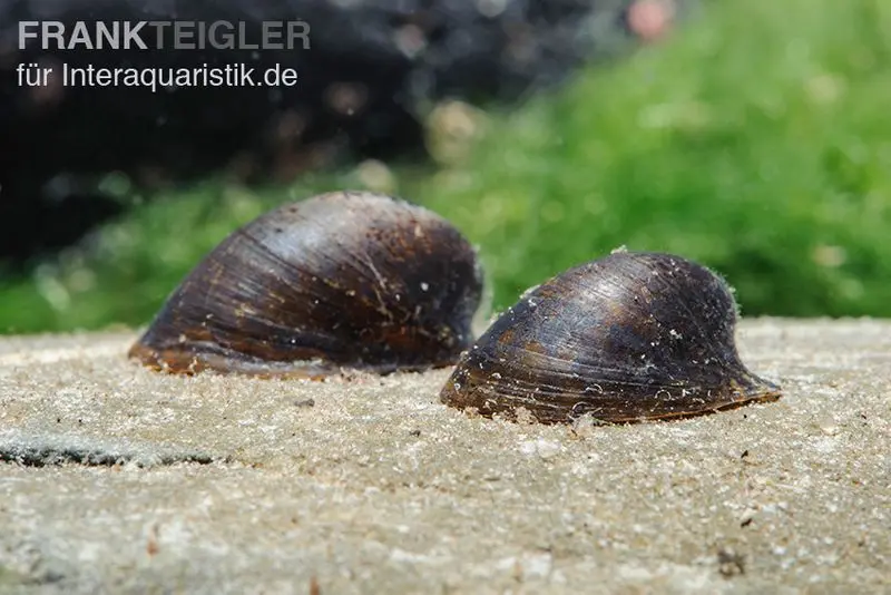 Escargot tortue, Neritina spec.