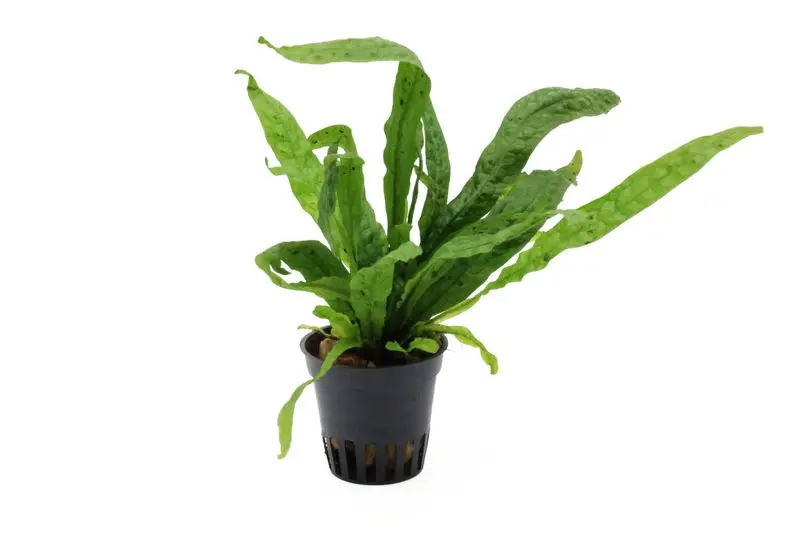 Microsorum « Green Gnome », Microsorum pteropus « Green Gnome »