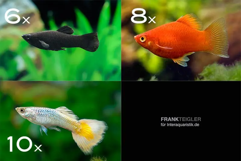 Assortiment de poissons d’ornement Allemagne pour bacs à partir de 100 cm
