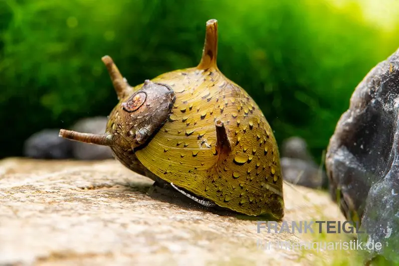 Escargot corne vert, Clithon corona