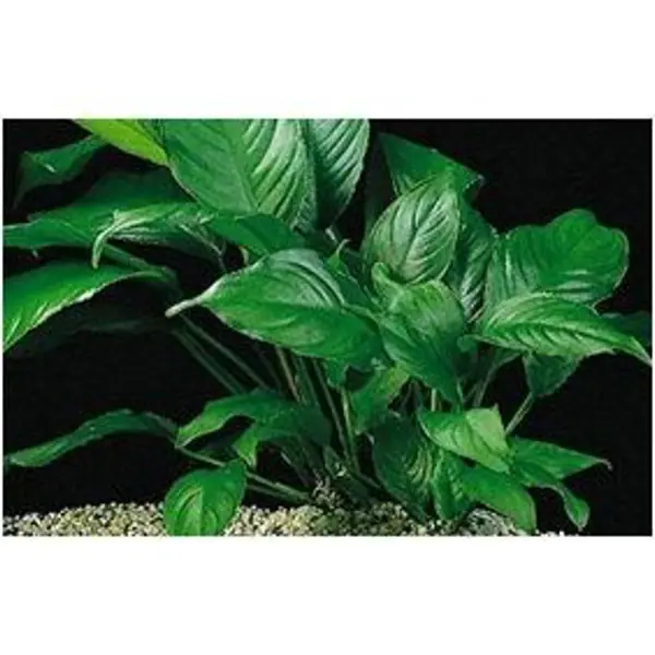 Fer de lance à feuilles variables, Anubias heterophylla, pot